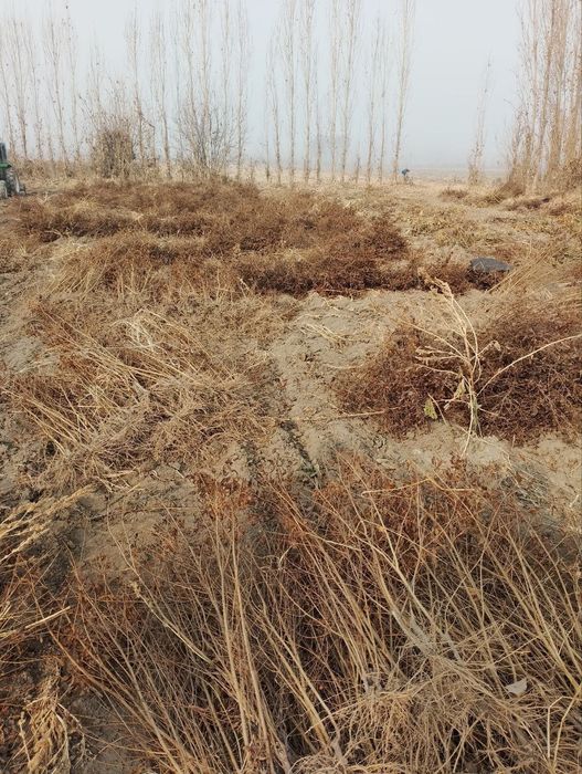 Anor koʻchat, Анор кочат