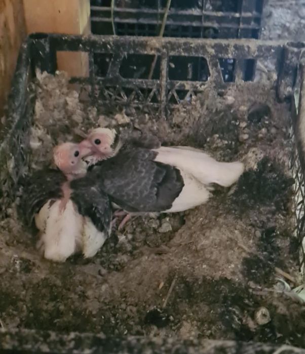 Vand Jucatori de Amara