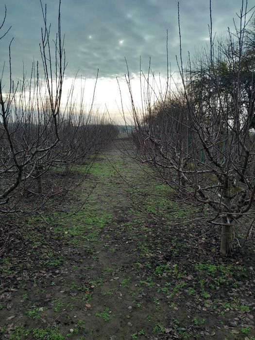 Toaletari pomi fructiferi