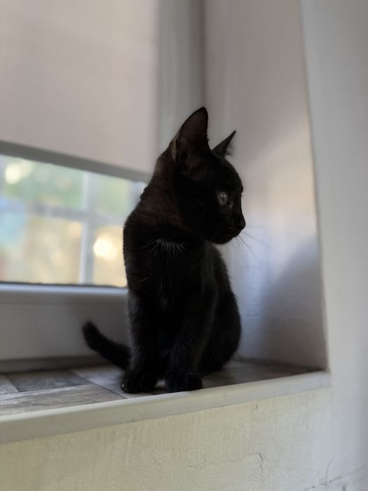 Подарявам коте.