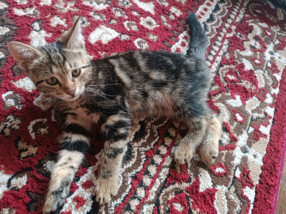 Котенок пол женский