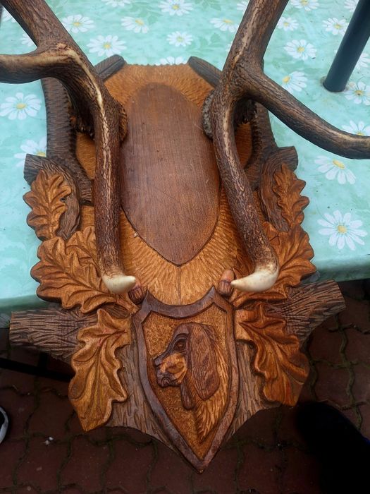 Panoplie si coarne de cerb