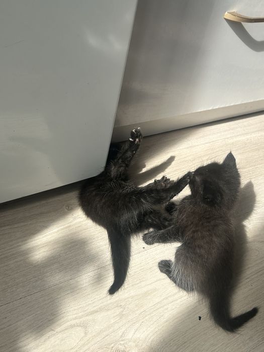 Отдам котят в добрые руки