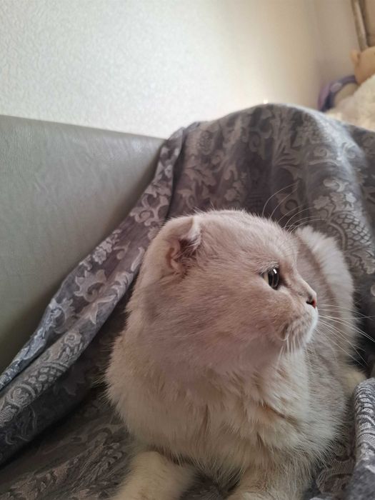 Вязка. Скоттиш фолд