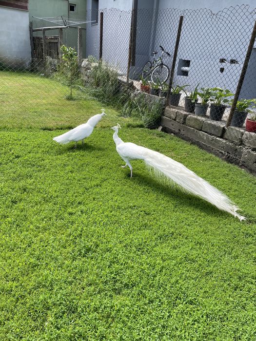 prereche de păuni albi