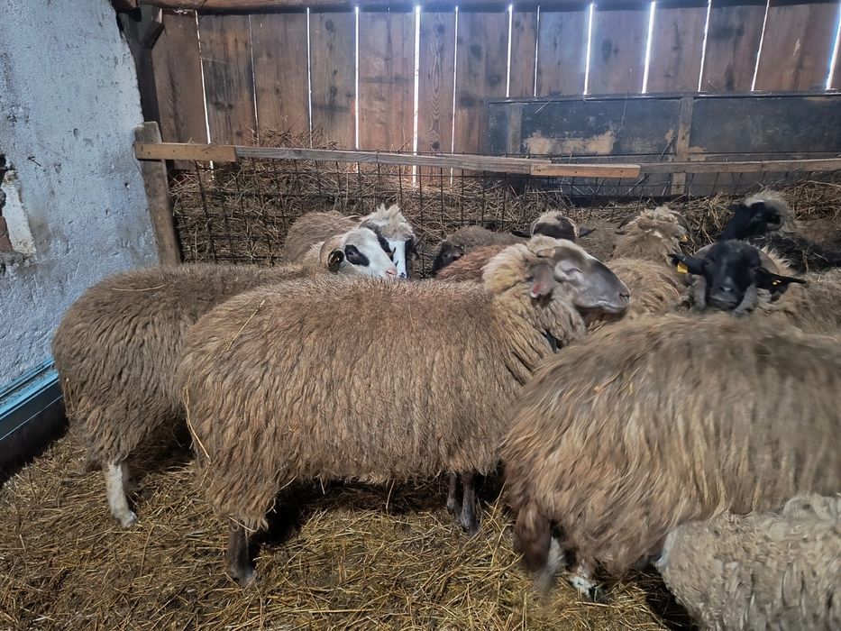 Oi si miei de vanzare