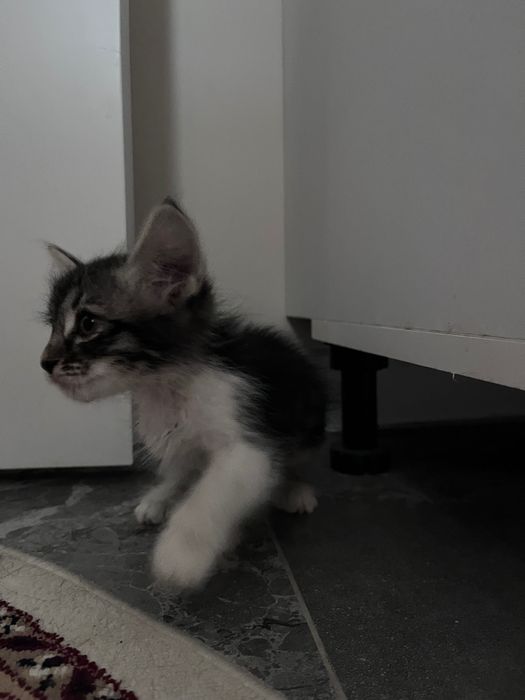 котенок мейн кун метис