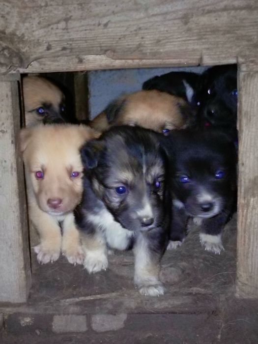 Отдам в добрые руки щенков
