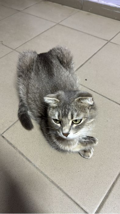 Кошка с котятами 2нед