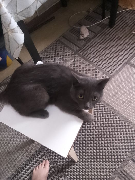 Отдам кота в хорошии руки
