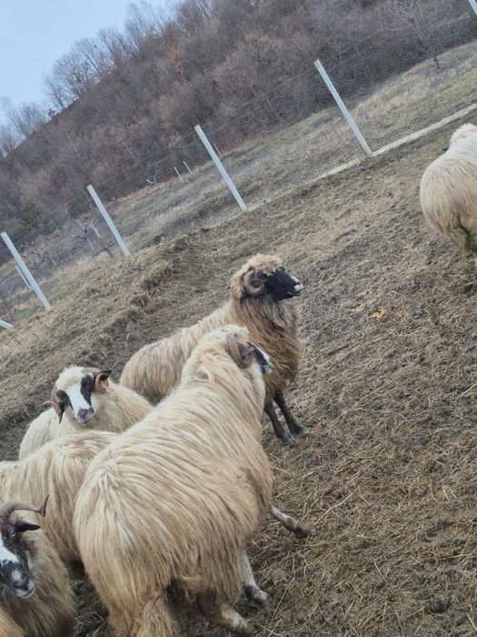 Oi breze frumoase si tinere!