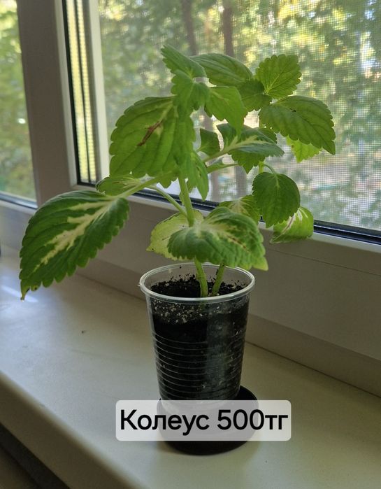 Продам комнатные цветы