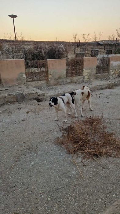 Продам  Щенков Алабая, бронирование