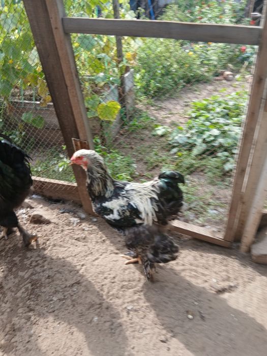 Продам петухов брама