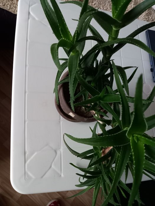 Алое в саксия различни размери