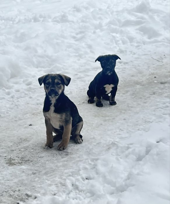 Căutăm stâpăni iubitori