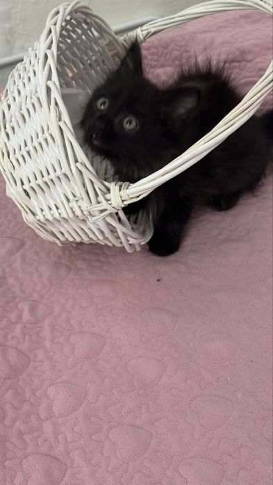 Котенок 2 месяца  отдам даром !