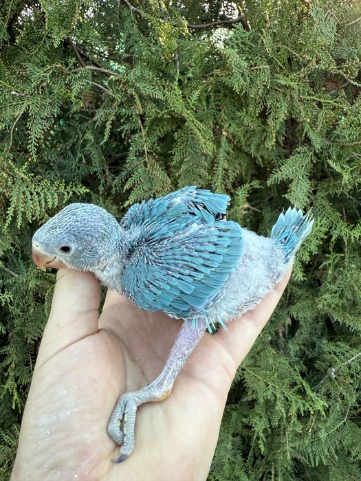 Puiuti blanzi obisnuiti cu copiii papagali vorbitori micul alexandru