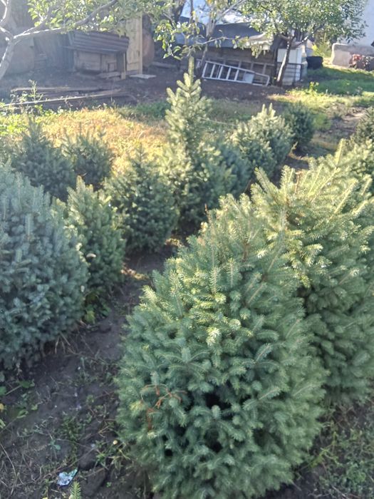 Ёлки таньшаньские 1,2-1,5м