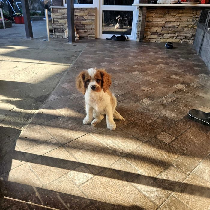 Кавалер Кинг Чарлз шпаньол