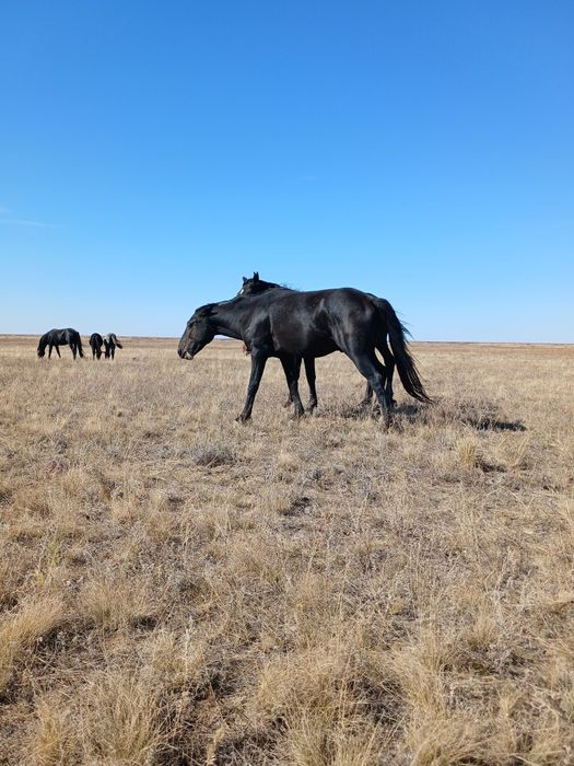 Құнан бие сатылады