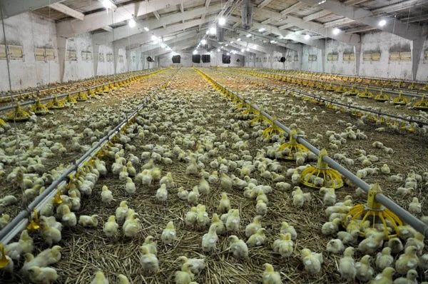 Суточный бройлеры