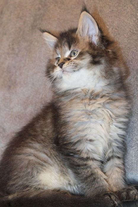 Мейн-кун мальчик