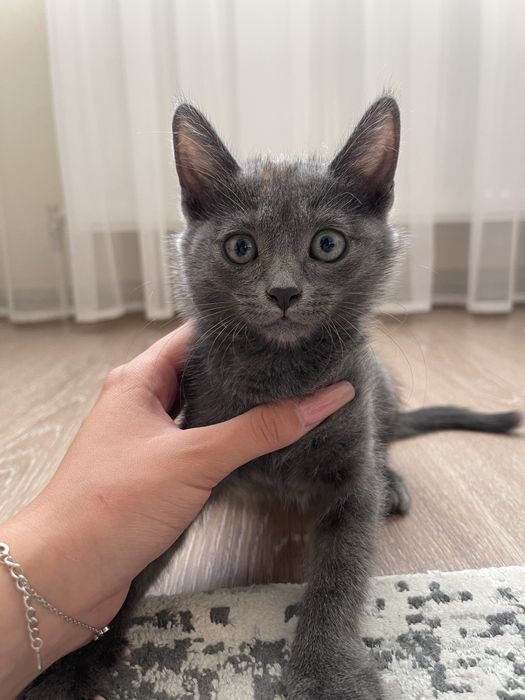 Серенькая девочка