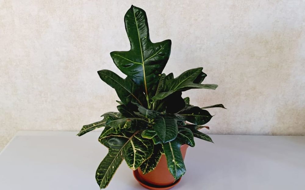 Цветы Цветы Цветы