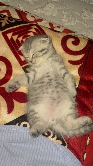 Продам мальенкого котёнка