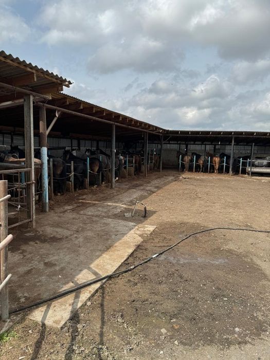 Турғын Уй ,мал кора  ,кен жеримен