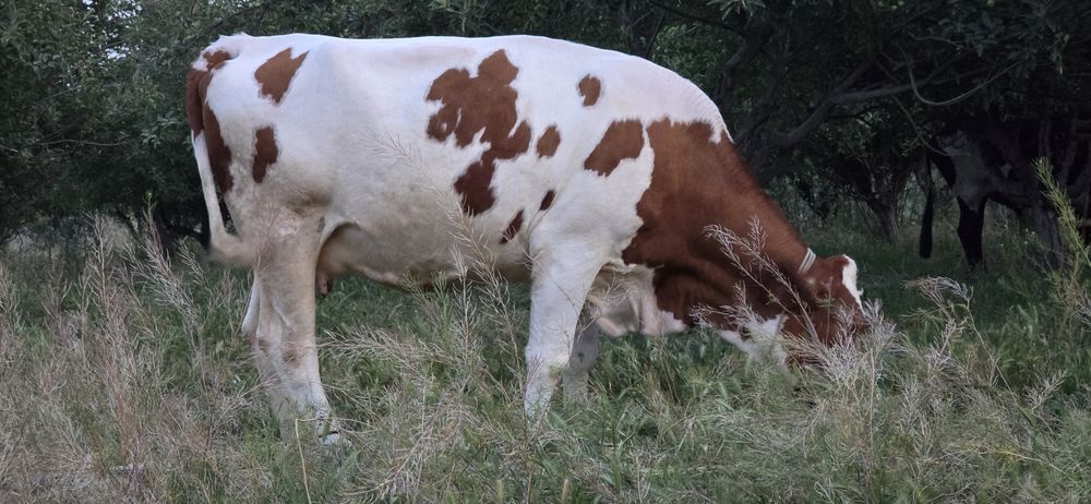 Smental sigr sotiladi