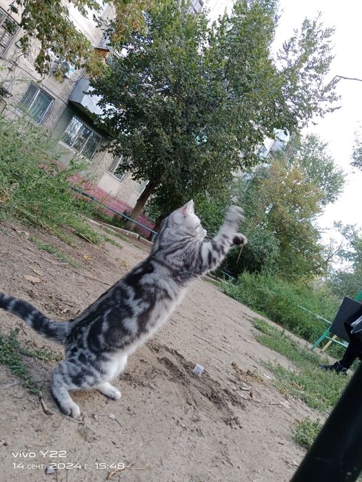 Срочно продается породистая кошка