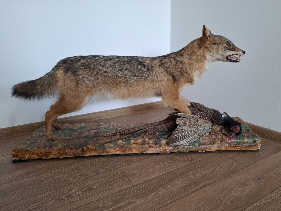 Vulpe,sacal ,bursuc  impaiata pt living si cabane