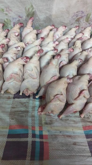 Перепелки на заказ