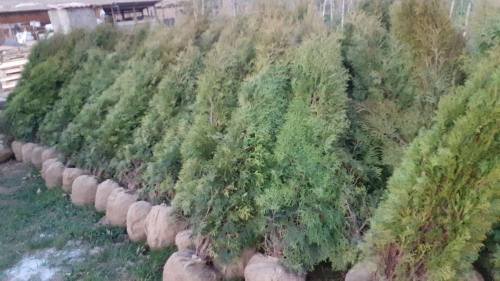 Mesteacăn Thuia Platan tei plante