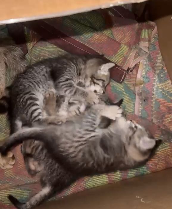 Отдам котят в добрые руки