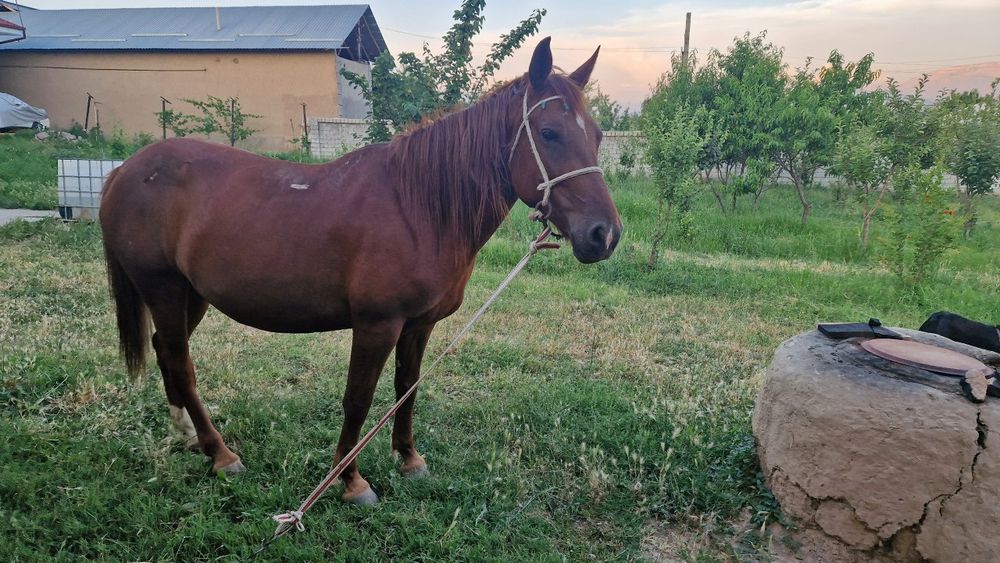 Ot sotilad yosh 5 yosh togdan tushdi yeb ichishi zor.