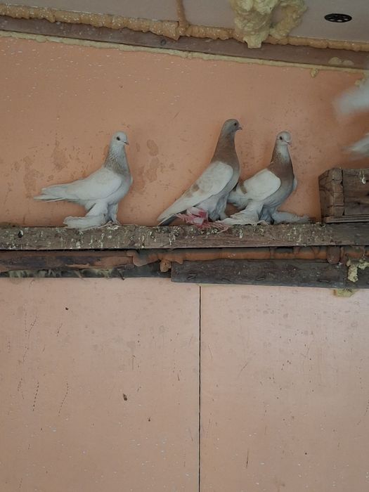 Продам голубей самцы