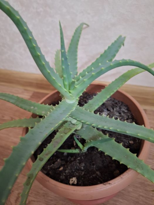 Алоэ - столетник лекарственный