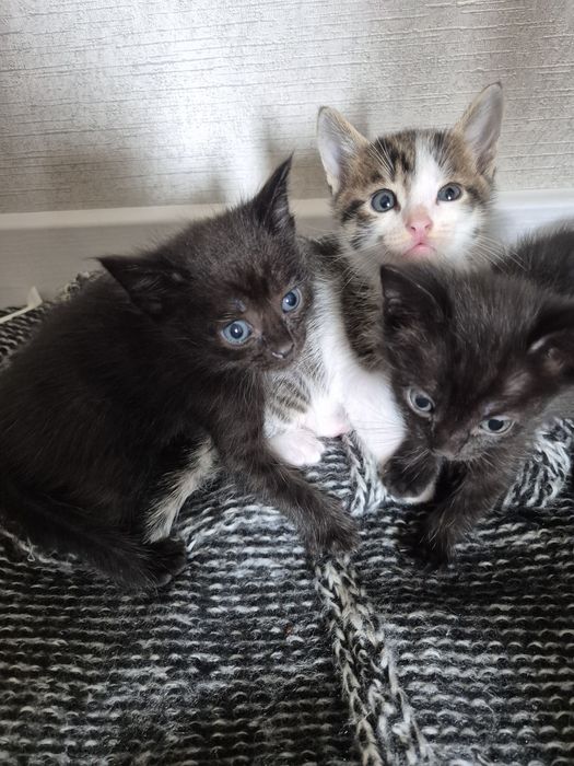 Отдам милых котят