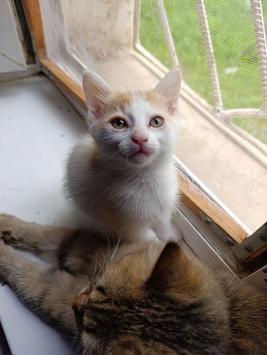 котенок (девочка) в добрые руки