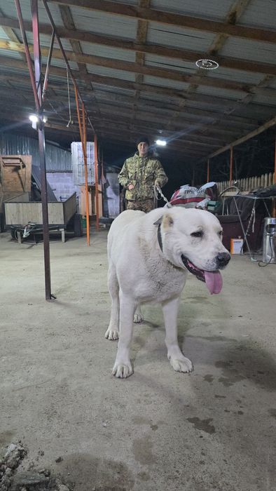 Алабай сатылады екі жасар