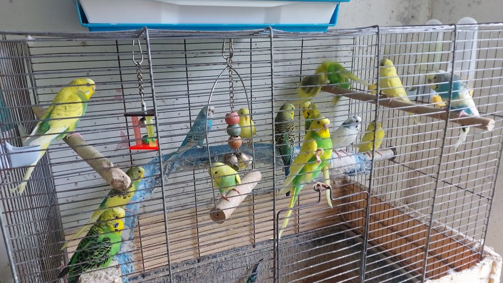 Papagali perusi tineret si pereche canari