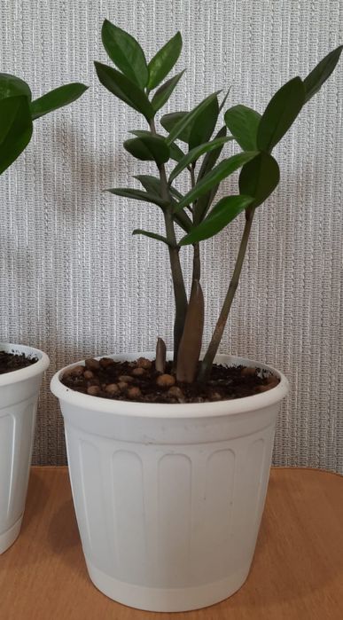 Продам комнатные цветы.