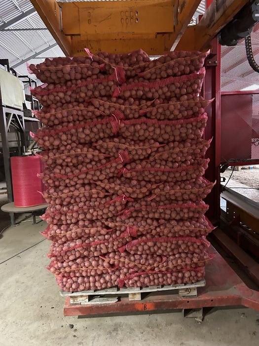 Cartofi de sămânța Bellarosa