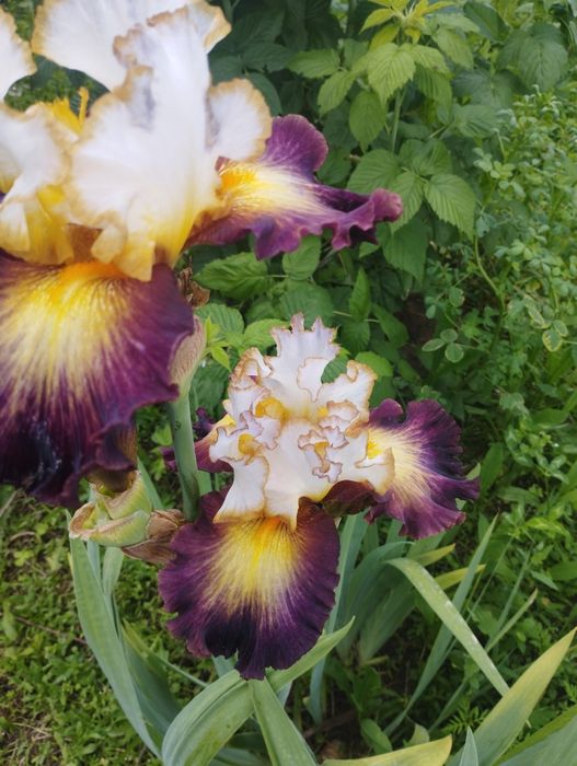 Ирисы более 60 сортов