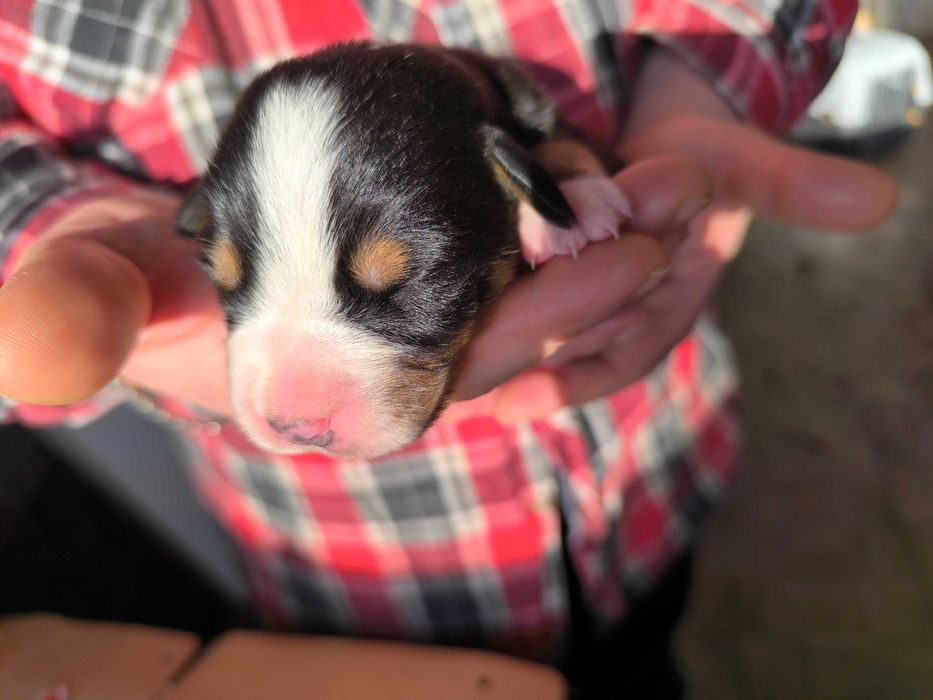 Vand Pui Greater Swiss Mountain Dog