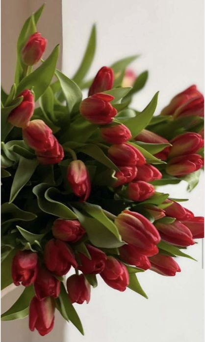 Продаю тюльпаны отп и розница