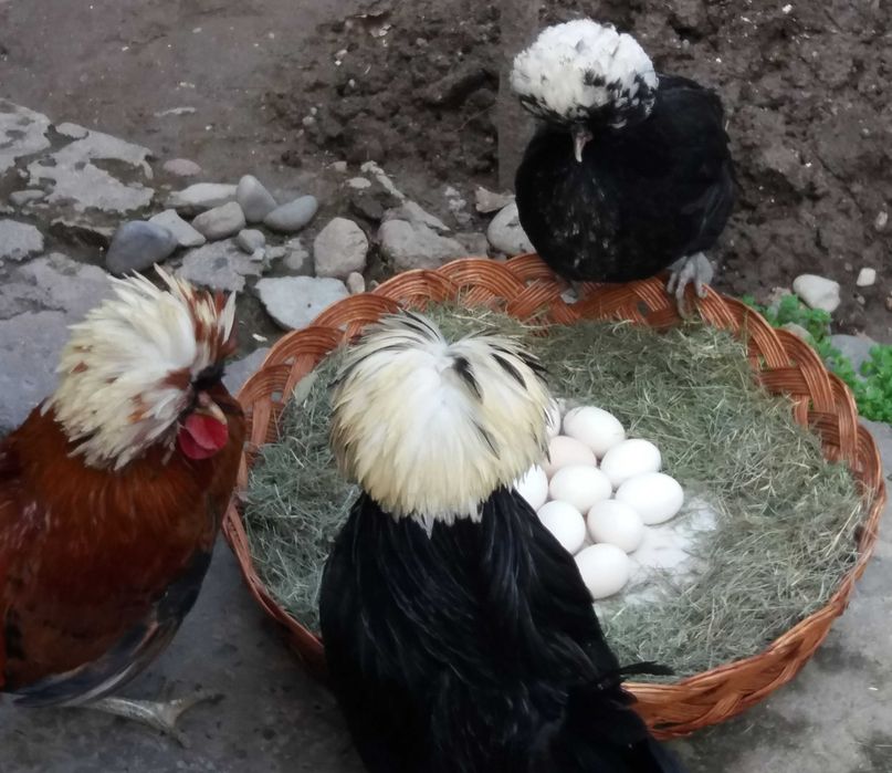 Куры белохохлые голландские, Яйца, Цыплята, Подрощенный молодняк